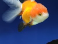 Oranda Japon balığı