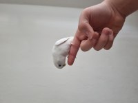 Albino dişi anaç ve texas erkek anaç muhabbet kuşu.