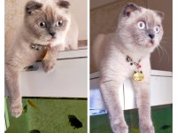 Pamuk prenses scottish fold 2 yaşında