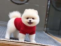 Orjinal Pomeranian yavrumuz maya