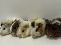 Ginepig Yavrularımız Gün İçi Gönderim Sağlanmakta