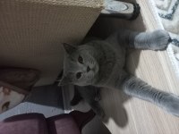 Scottish fold mama karşılığı erkek 8 aylık