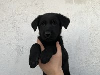 DİŞİ ALMAN KURDU YAVRULARIMIZ YENİ YUVASINI ARIYOR