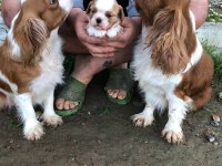 DEĞERİNİ BİLENE A PLUS KALİTE DİŞİ BEBEK KÖPEKLER