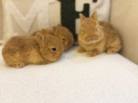 Hollanda Cücesi Netherland Dwarf Tavşan