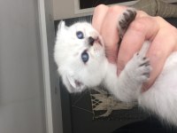 Kaliteli Scottish Fold Yavrular
