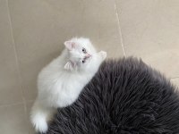 3 aylık minik british longhair yavrumuz