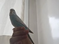 Ele kola alışık erkek 3 aylık muhabbet kuşu