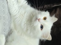 2 Yaşındaki Kedimiz Takip Koşulu Sahiplendirilecektir