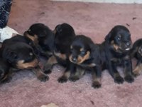 Rottweiler yavrular