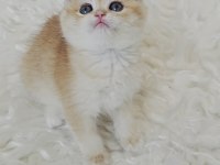 Ny12 British Shorthair