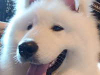 7 Aylık Alfa Karbeyaz Samoyed
