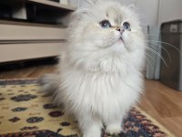 British longhair golden point dişi