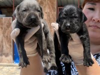 Cane corsa alan koruma köpeği yavruları 