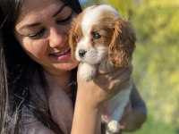 Cavalier king charles yavrularım