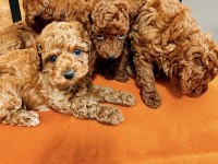 Poodle Bebekler