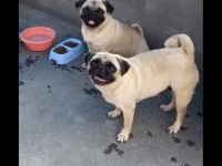 2 adet genç damızlık pug mops dişiler