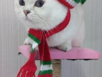 ORJİNAL Safkan Irk Şecereli British Shorthair
