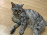 Ücretsiz sahiplendirme kedimiz