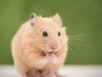 Hamster Çeşitlerim Gelmiştir