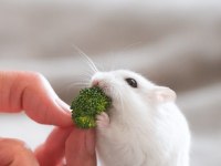 Aynı Gün Adrese Teslim Hamster Yavru ve Setleri