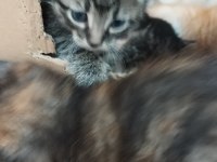 1 nisanda doğrular 6 yavru kedimiz