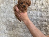 Oyuncaktan farksız poodle köpeğimiz