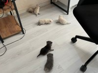 British shorthair yavrular