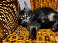 2 AYLIK şecereli Dev Maine coon yavrular