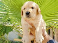 Golden retriever yavruları
