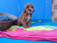İnanılmaz Güzellikte Maltipoo Yavrular
