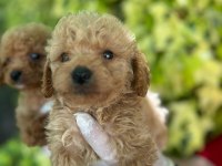 SEVİMLİ MALTİPOO YAVRULAR