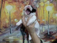 Dişi shih tzu bebeklerim