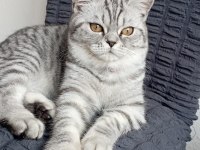 British shorthair silver tabby
