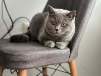 12 aylık British shorthair