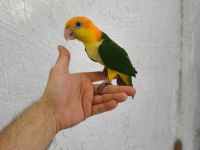 Biblo gibi bebek caique