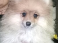 Chanel isimli pomeranian kızımız