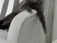 12 aylık british shorthair