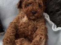 TOY POODLE KÖPEKLER