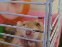 Hamsterlar beyaz kahve