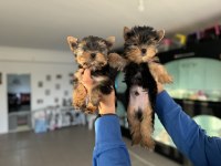 Tea cup yorkshire terrier yavrular ziyarete açık