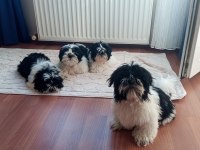 A kalite şecereli shih tzu yavruları