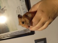Acil İlan 4-5 Aylık Minnoş Anne Hamster
