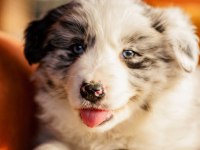 Border Collie Yavrular