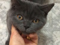 British Shorthair Cins Kedimiz