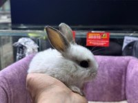 CÜCE NETHERLAND DWARF TAVŞANLAR