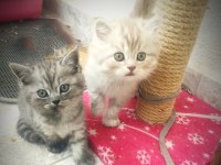 BRİTİSH YAVRU KEDİLER