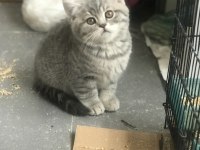 2 erkek 1 dişi 65 günlük british shorthair yavruları