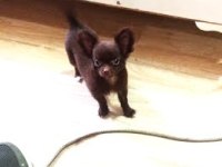 Görüşülür chihuahua
