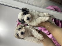 Orijinal Morkie yavrularımız